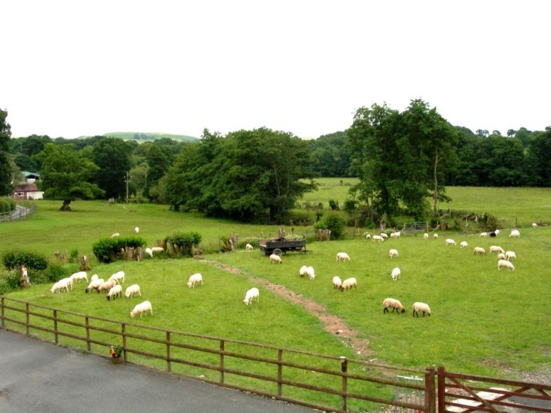 Sheep in the fields from the balcony