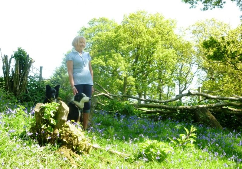 Bluebells. Walking in the bluebells