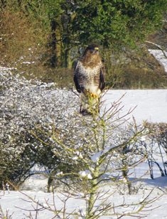 Buzzard in the snow. In the garden, December 2011