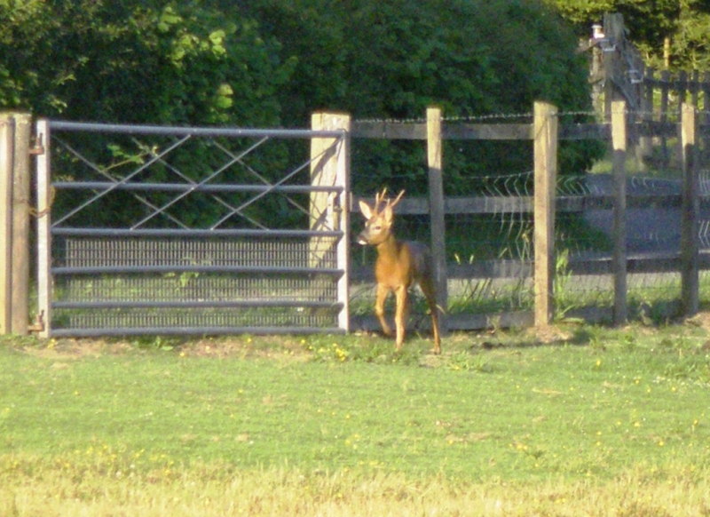 A deer visits. June 2010
