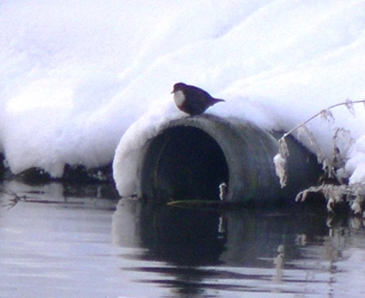 Dipper. At the lake, November 2010