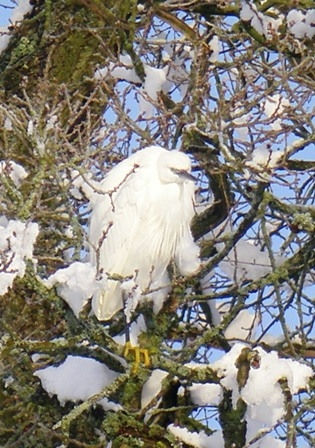 Egret in the snow. December 2010
