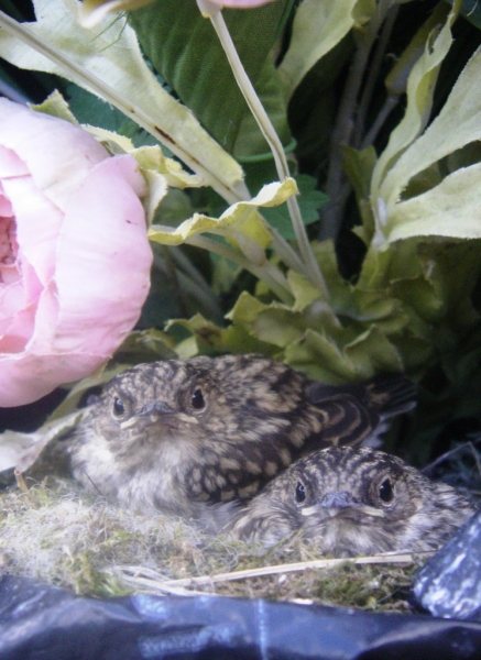 Spotted flycatchers. Hatched in a hanging basket, July 2010