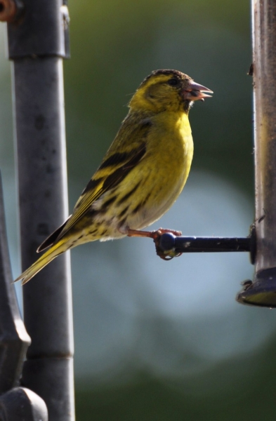 Goldfinch. Feeding, July 2011, by Keith Bloomfield