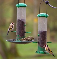 Goldfinches. Feeding in the garden