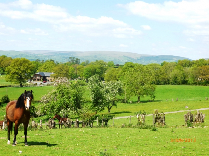 Horses on the hill. Overlooking Acorn Court