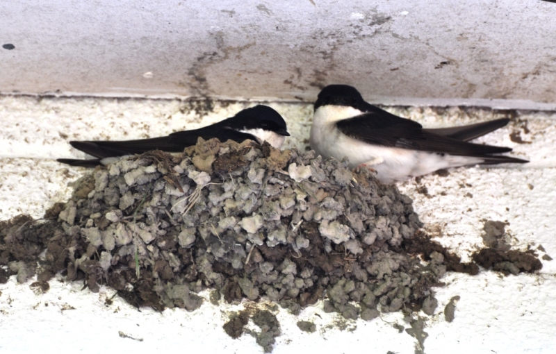 House martins nesting. By K. Bloomfield