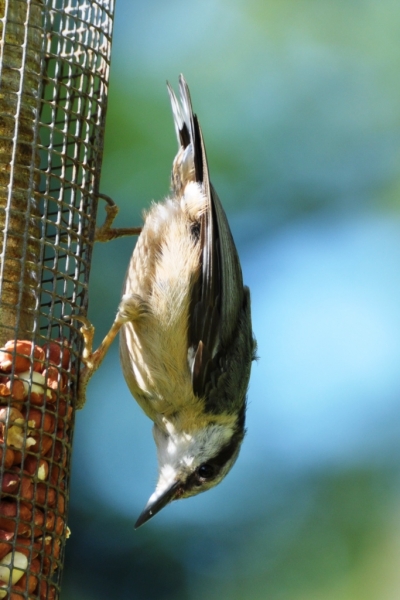 Nuthatch. July 2011, by Keith Bloomfield