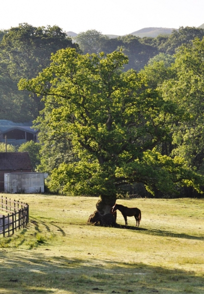 Early one morning. Polo under the tree, by Keith Bloomfield