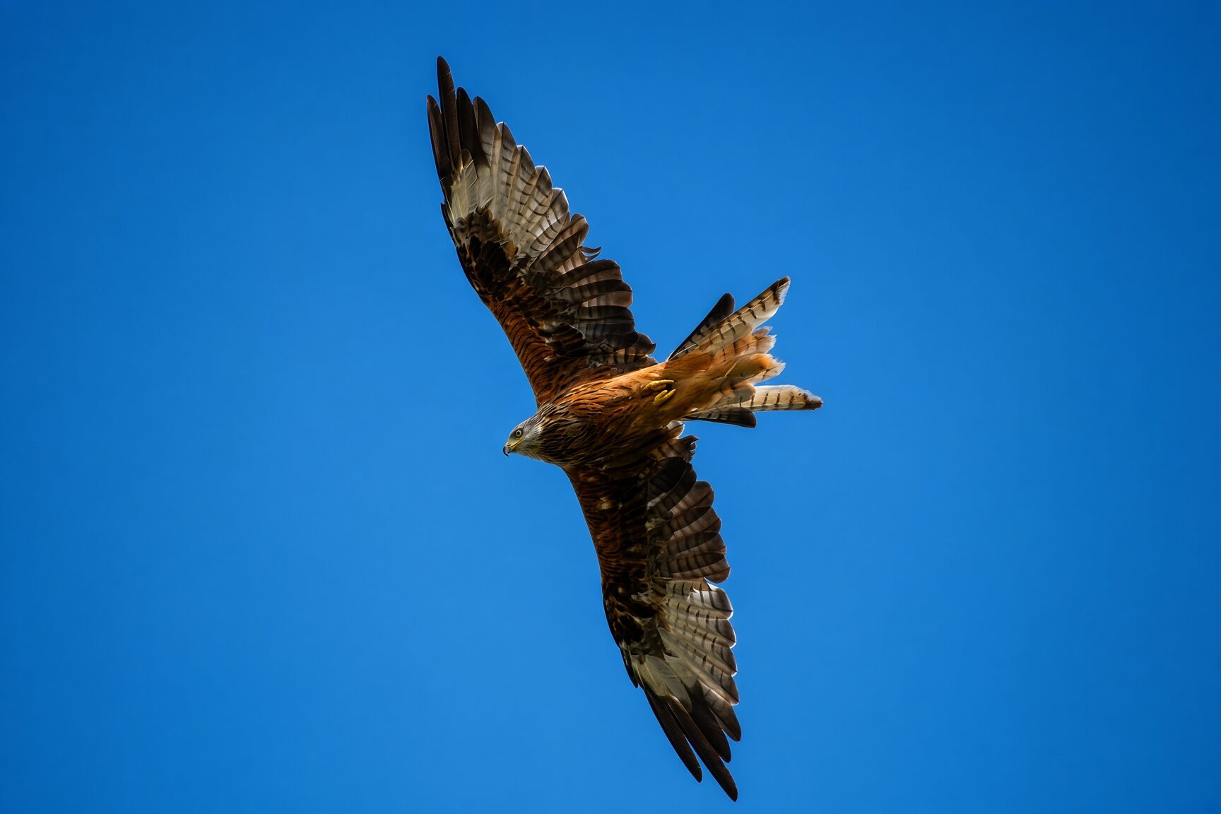 Red kite in flight over a clear blue sky