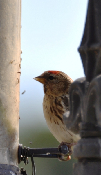 Redpoll. Feeding, July 2011, by Keith Bloomfield