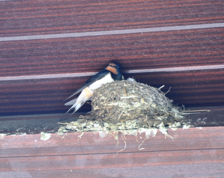 Swallows’ nest. June 2011, by R. Spratt