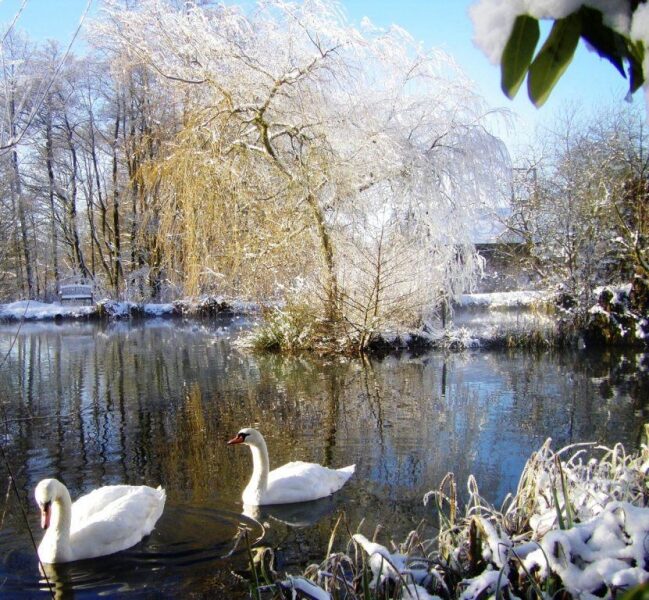 Swan lake. Swans in the snow