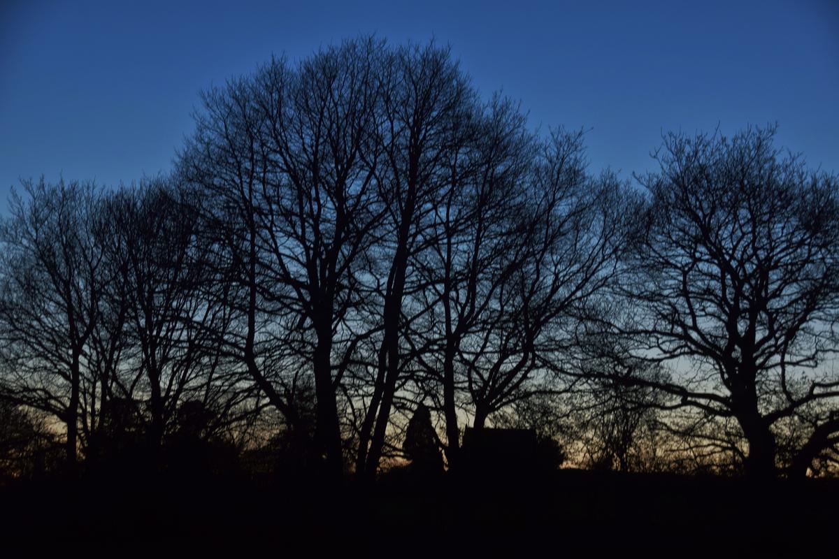 Sunset. Through the trees
