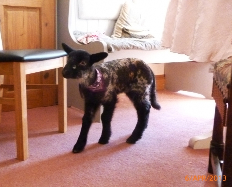 Violette. The tiddling lamb having a look around the house