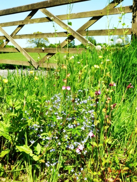 Wildflowers. Wildflowers in June