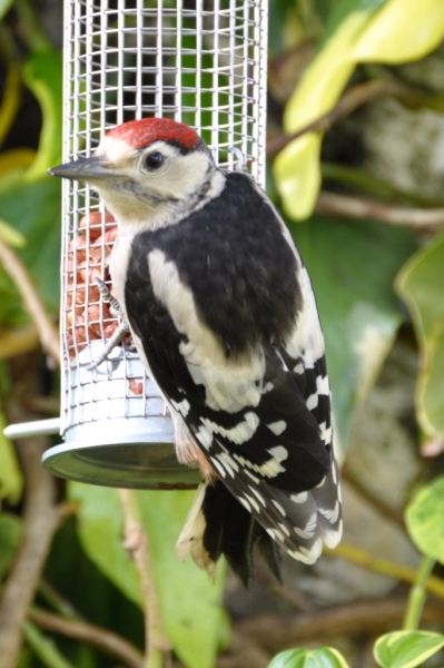 Greater spotted woodpecker. June 2011, by Keith Bloomfield